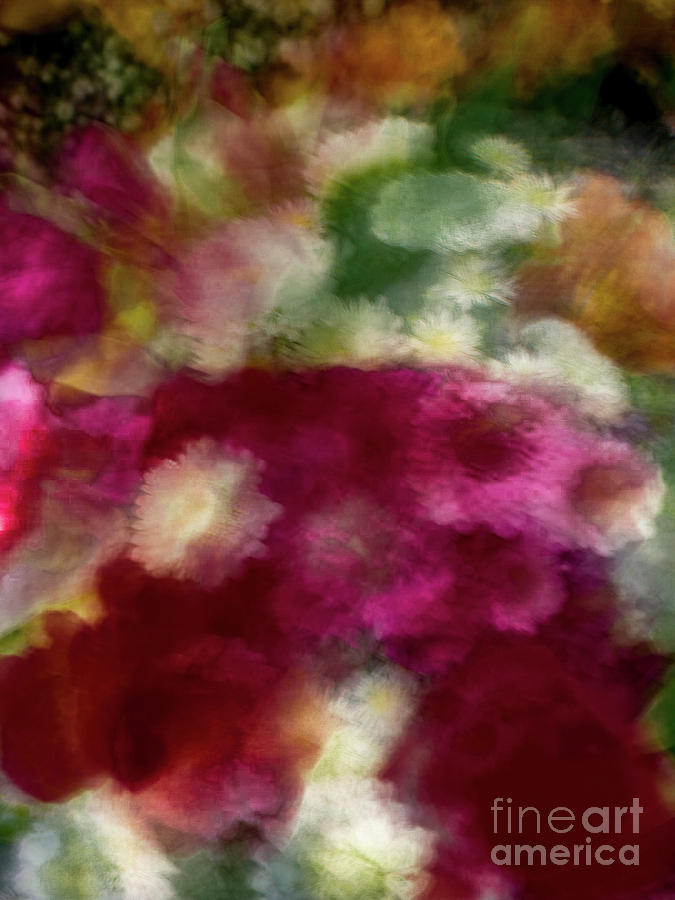 Multi color flower abstract Photograph by Phillip Rubino