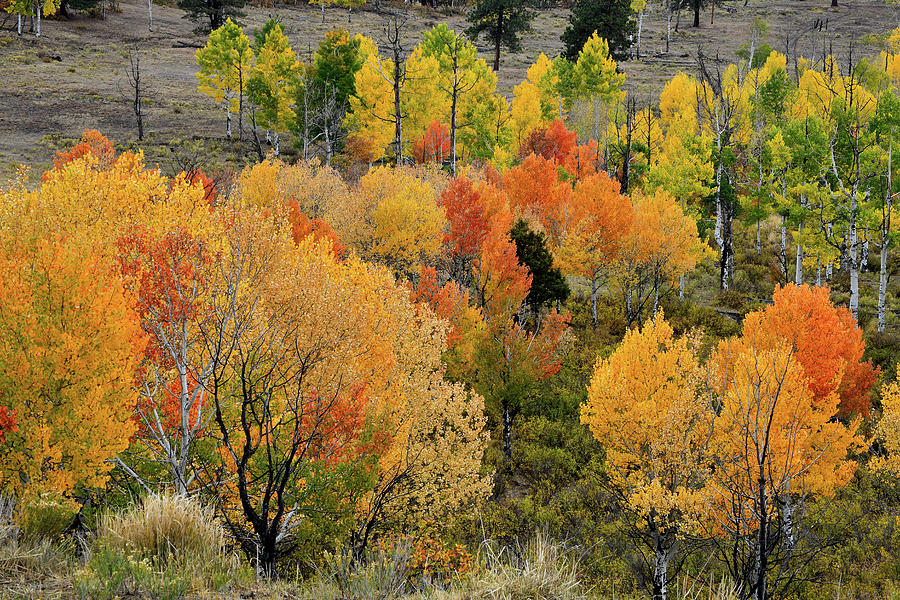 Multi-colored Aspens above Ridgway Colorado Photograph by Ray Mathis