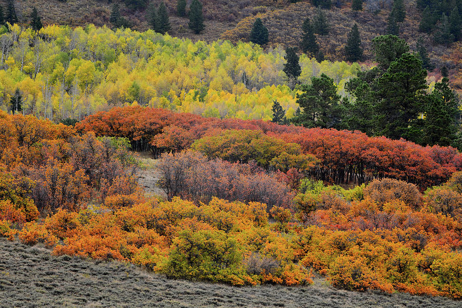 Multi-colored Fall Colors along County Road 5 Photograph by Ray Mathis