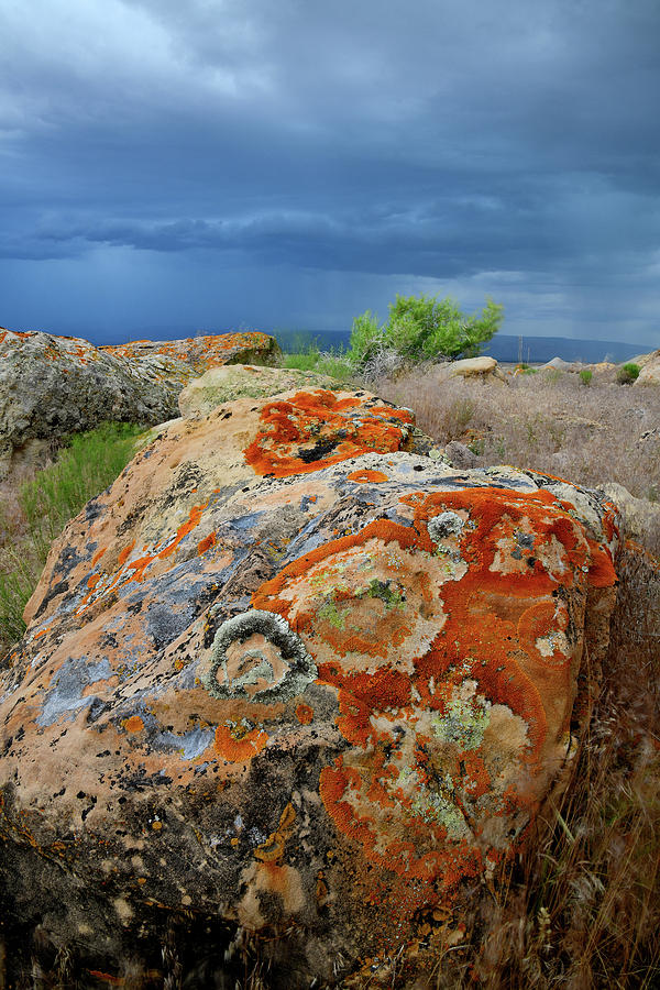 Multi-colored Lichens on Book Cliff Boulders Photograph by Ray Mathis