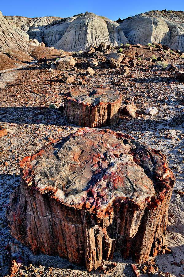 Multi-colored Petrified Wood in Jasper Forest Photograph by Ray Mathis