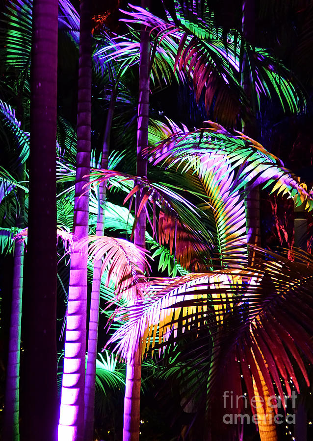 Multi Coloured Palm Trees Photograph By Trudee Hunter