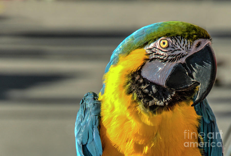 Multi-coloured Parrot Blue Yellow Photograph by David Zanzinger