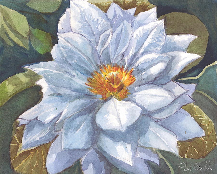 Multi-petaled White Clematis Painting