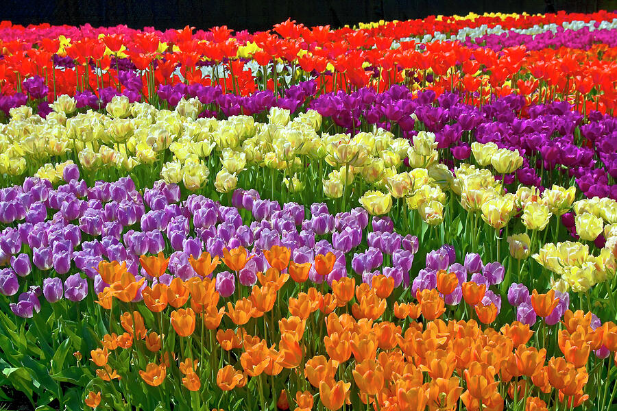 Multicolor Tulip Bed Photograph by Sally Weigand