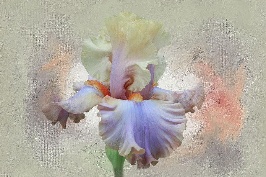 Iris Photograph - Multicolor Velvet Iris by Isabela and Skender Cocoli