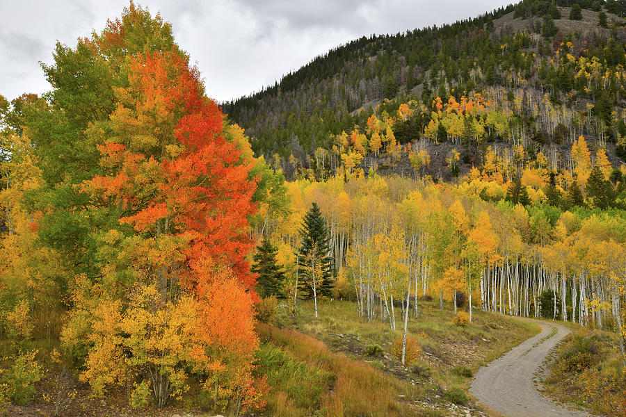 Multicolored Aspens along Last Dollar Road Photograph by Ray Mathis