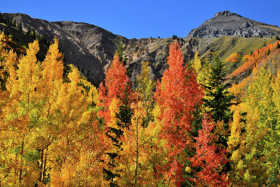Multicolored Fall Aspens at Red Mountain Pass Photograph by Ray Mathis