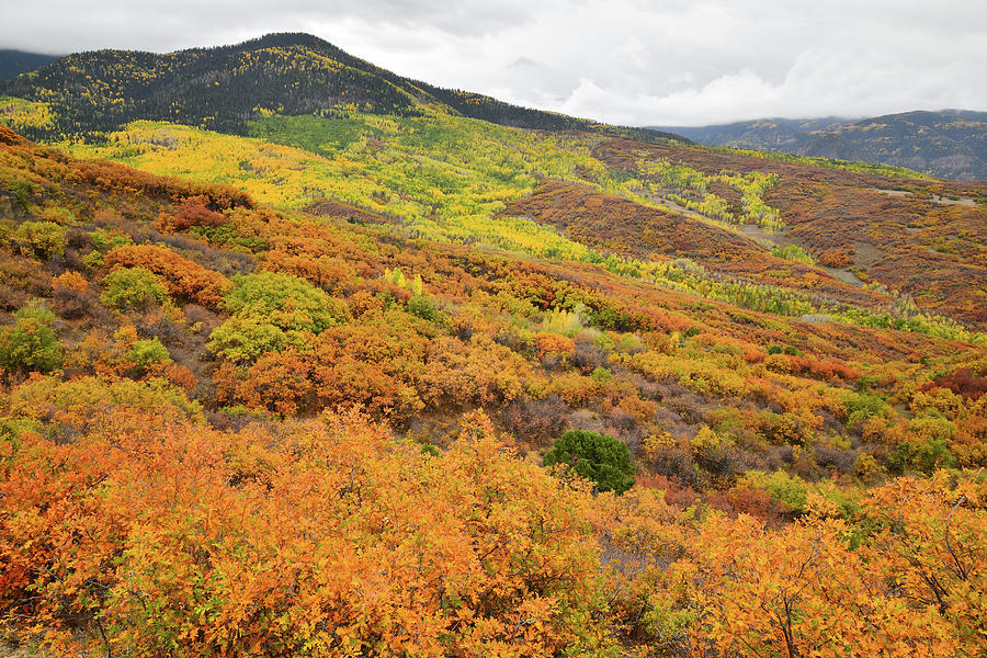 Multicolored Fall Colors en route to Owl Creek Pass Photograph by Ray Mathis