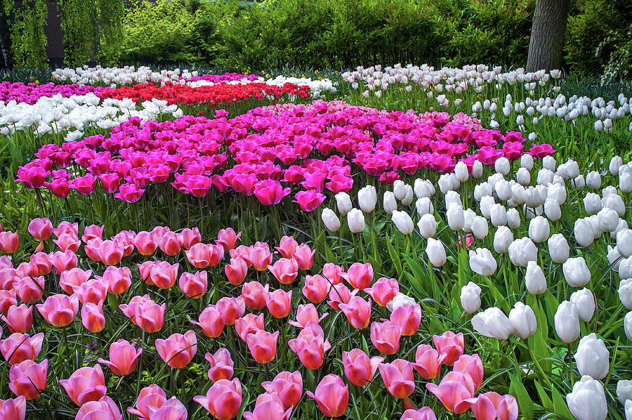Multicolored Lawn with Blooming Tulips Photograph by Jenny Rainbow