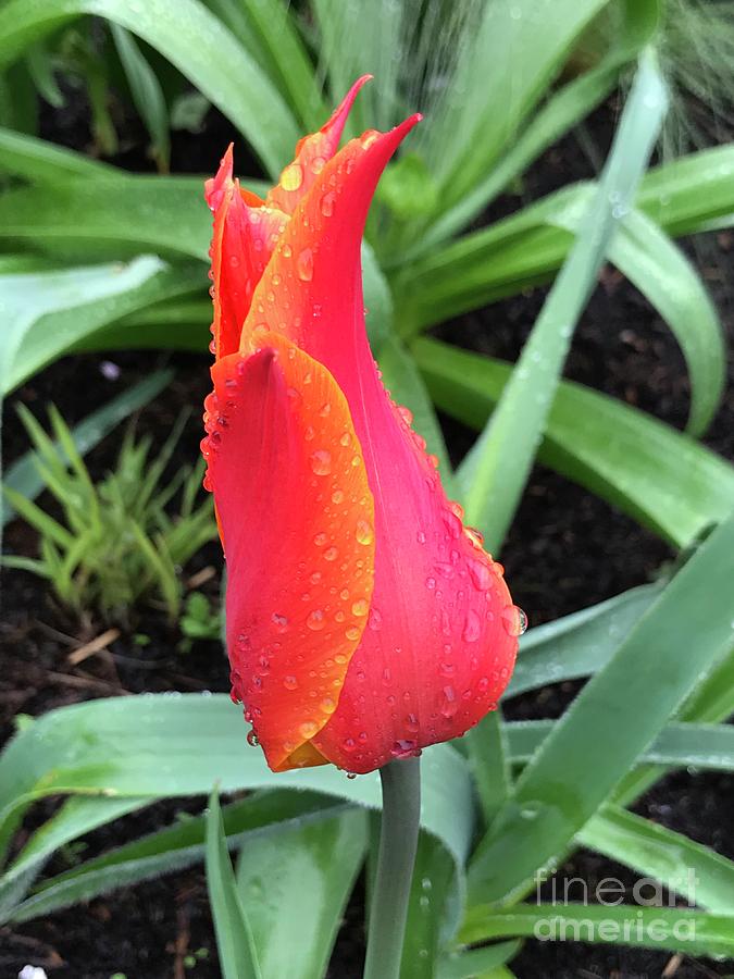 Multicolored Tulip Photograph by Suzanne Lorenz