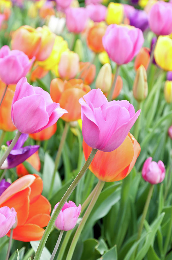 Multicolored Tulips In Spring - Full Photograph by Travelif