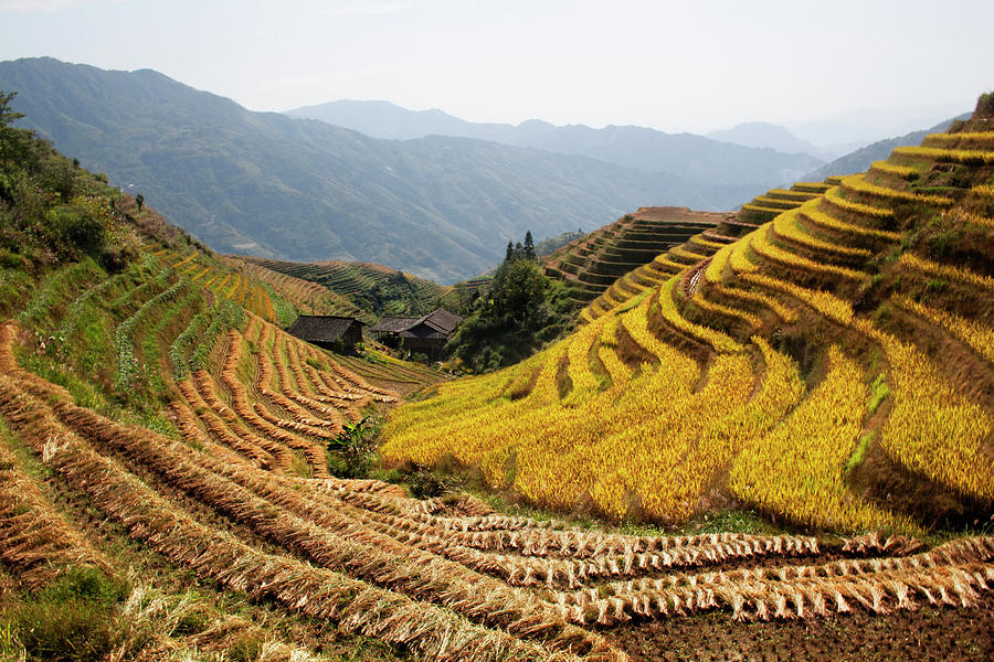Multicolour Rice Fields Photograph by Nathalie Daoust