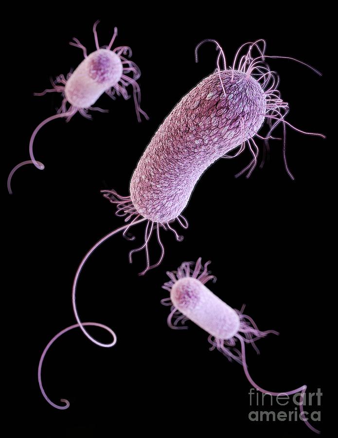 Multidrug-resistant Pseudomonas Bacteria Photograph by Cdc/science Photo Library