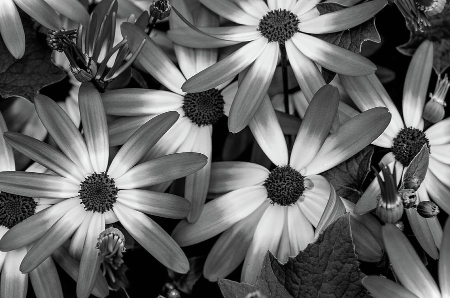 Nature Photograph - Multiple Daisies Flowers by Louis Dallara