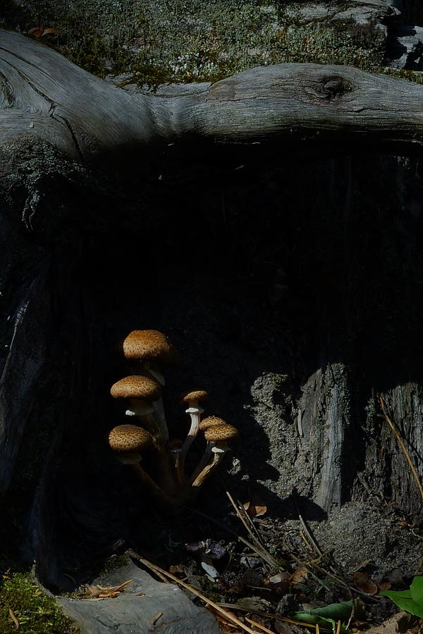 Multiple Fungus 2 Photograph by Steven Clipperton