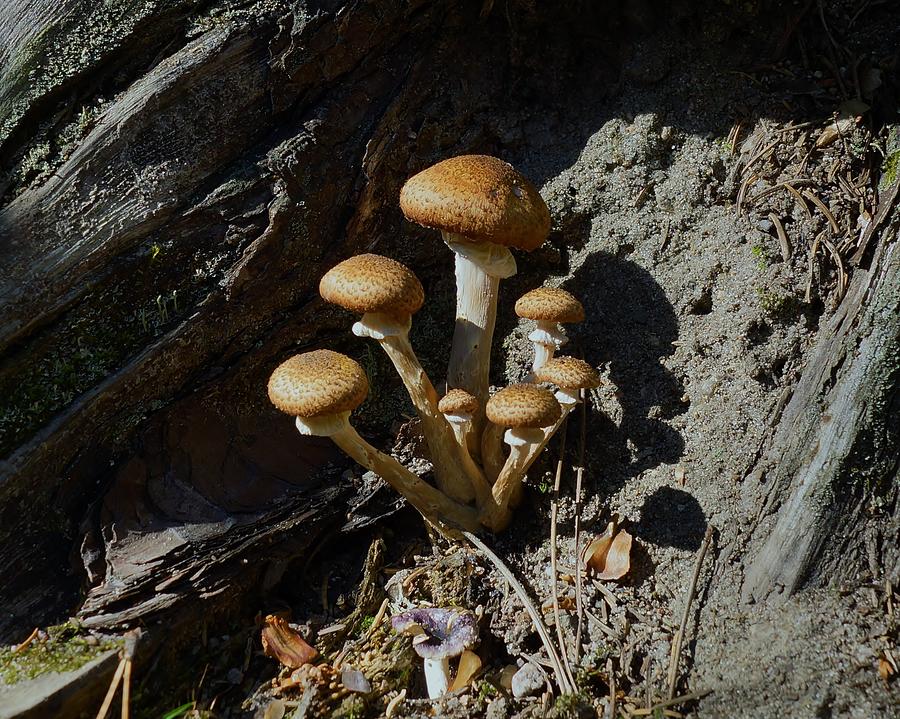 Multiple Mushrooms Photograph by Steven Clipperton