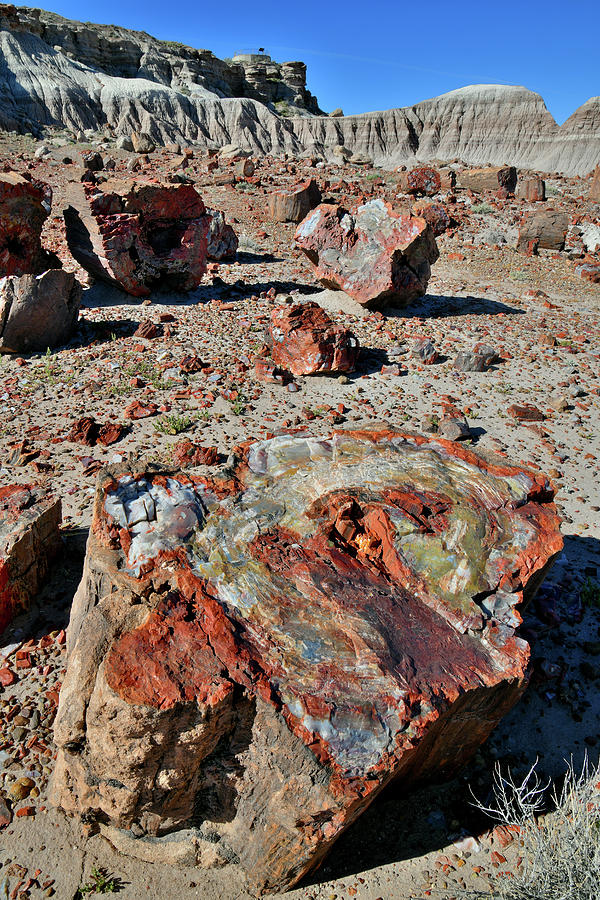 Multiple Petrified Logs in Jasper Forest Photograph by Ray Mathis