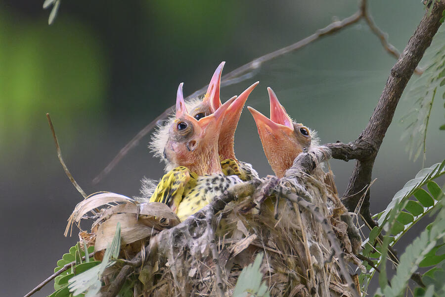 Wildlife Photograph - Mum Do You Hear Us by Samir Kumar Samanta