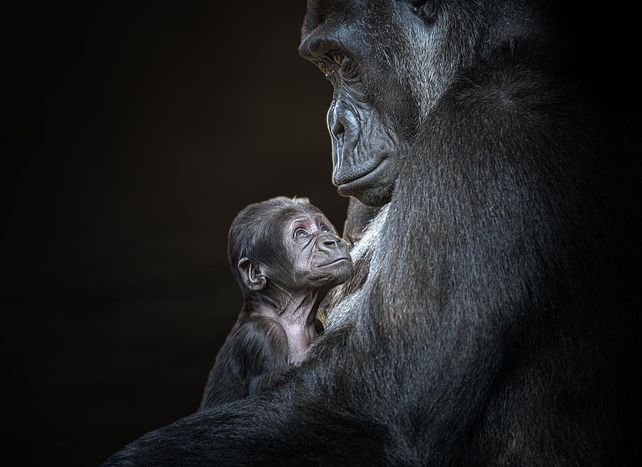 Animal Photograph - Mum? by Juan I. Cuadrado