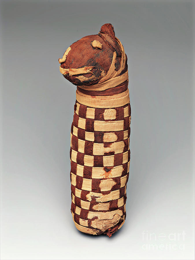 Mummified Dog From Ancient Egypt Photograph by Metropolitan Museum Of Art/science Photo Library