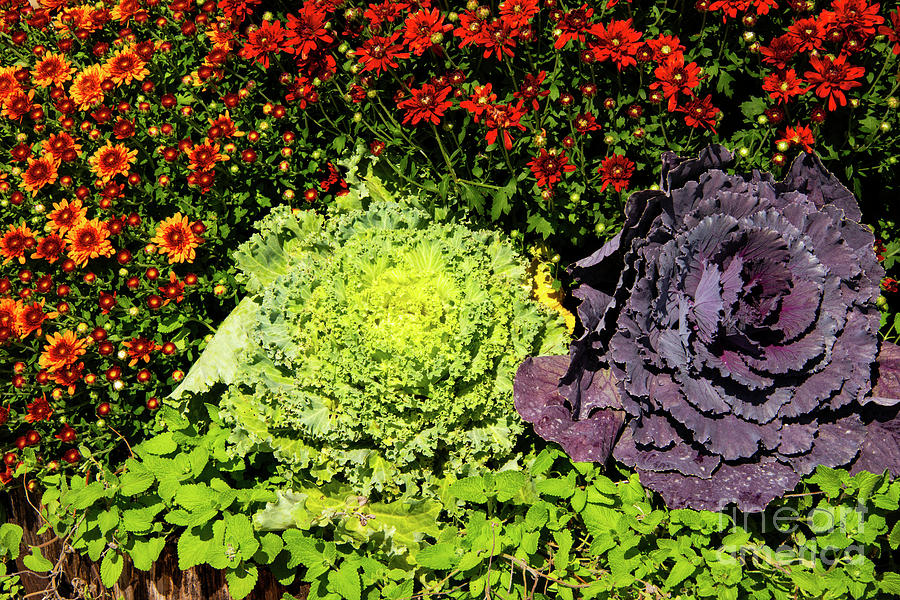 Mums and Ornamental Cabbage Photograph by Bob Phillips