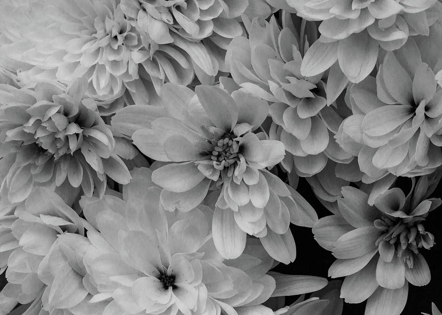Mums in Black and White Photograph by Mark Salamon