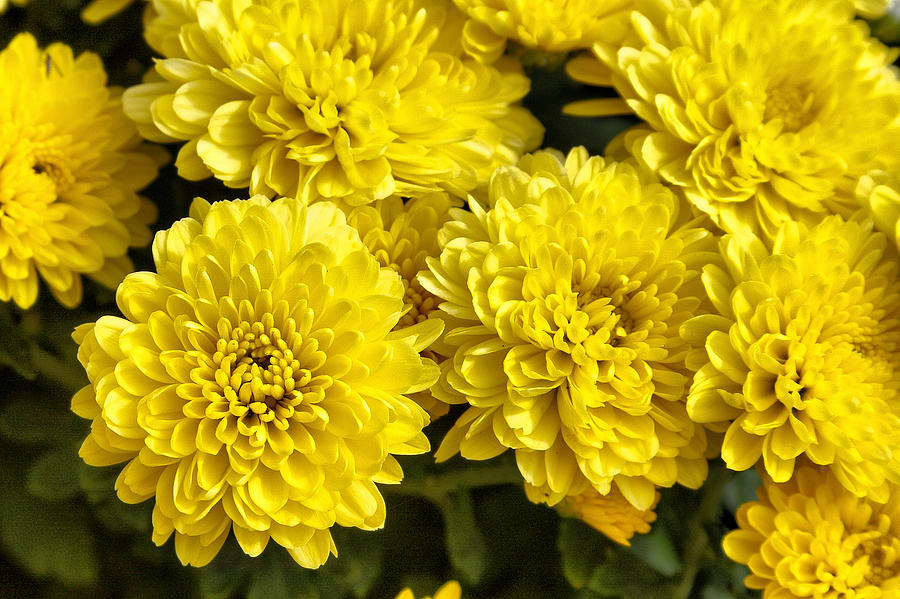 Mums Too Photograph by CarolLMiller Photography