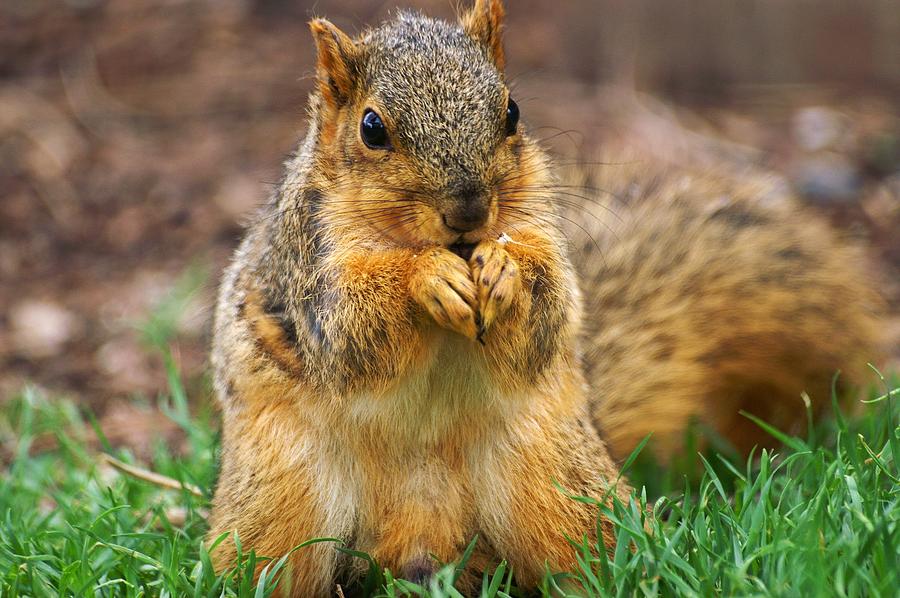 Munching Cute Fox Squirrel Photograph by Don Northup