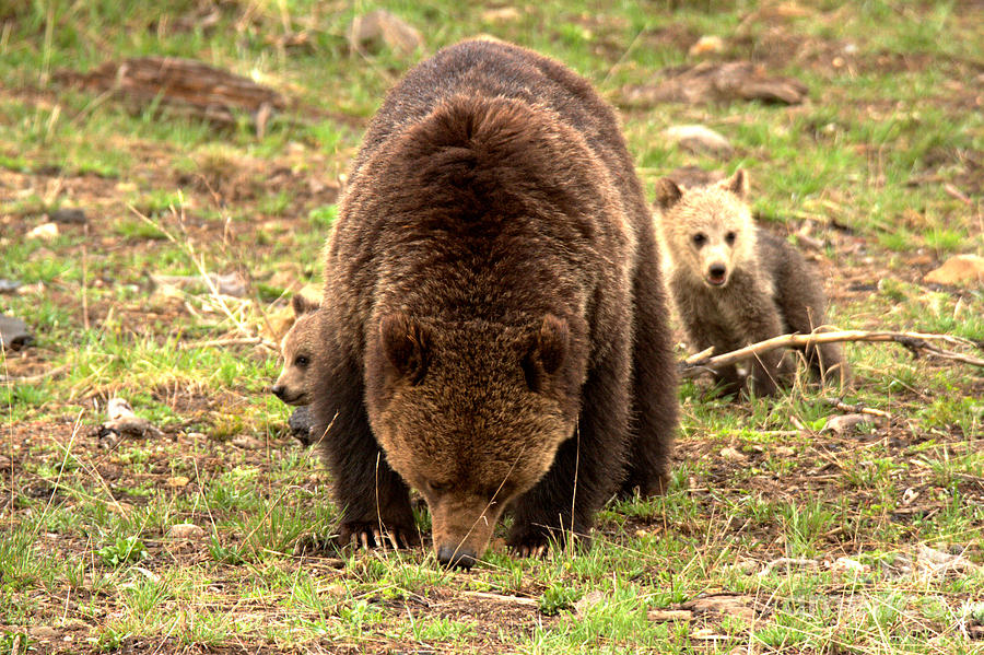 Munching With The COY Grizzly Cubs Photograph by Adam Jewell