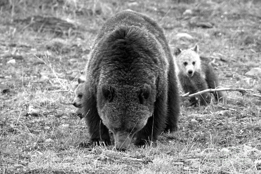 Munching With The COY Grizzly Cubs Black And White Photograph by Adam Jewell