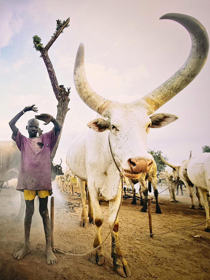 Mundari Child-cow Photograph by Svetlin Yosifov