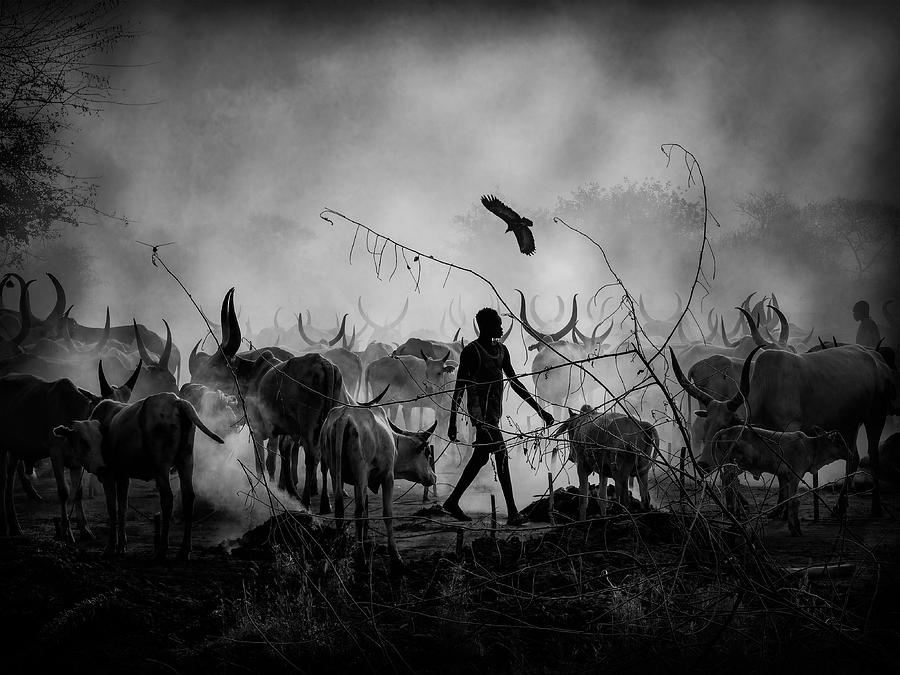Mundari\s Cows Shadows, South Sudan 2021 Photograph by Svetlin Yosifov