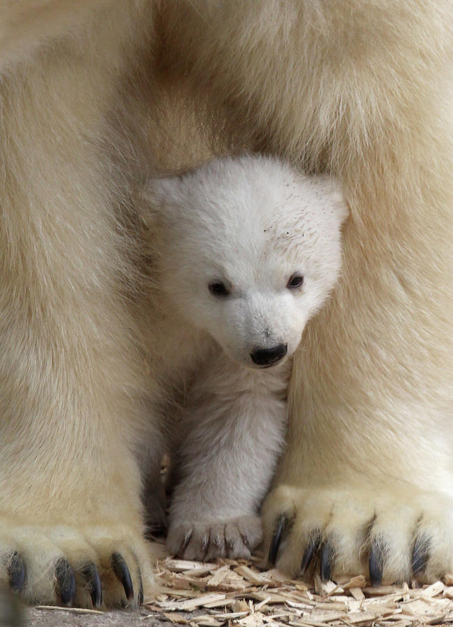 Munich Zoo Presents Twin Polar Bear Photograph by Alexandra Beier