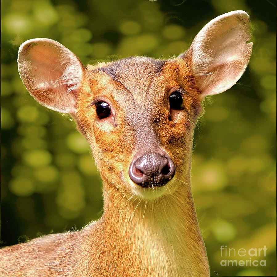 Muntjac Deer Photograph by Martyn Arnold