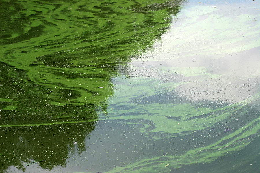 Murky Algae Water Photograph by Belterz