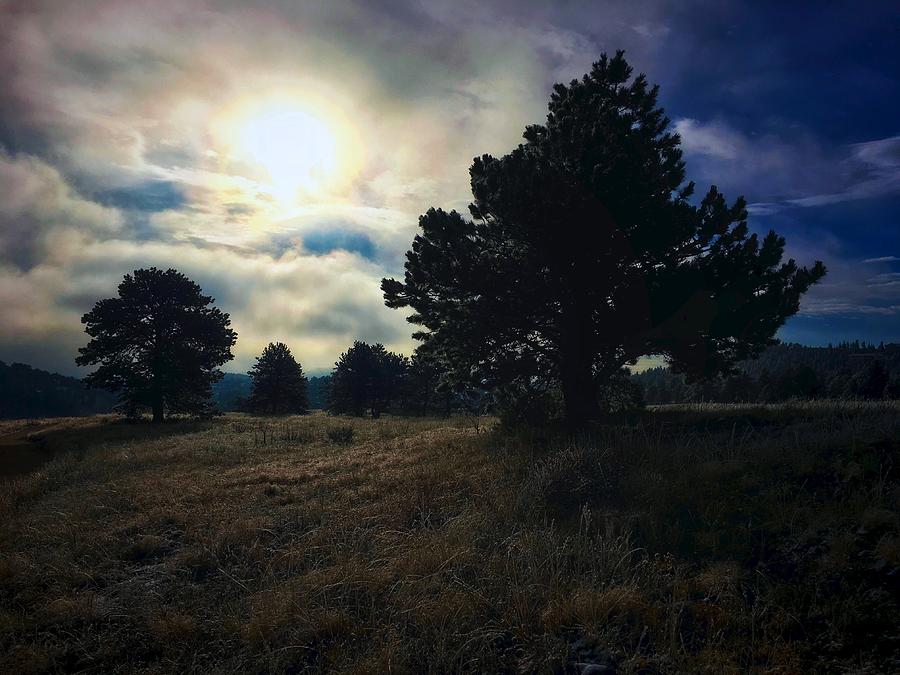 Tree Photograph - Murky Atmosphere Elk Meadow by Dan Miller