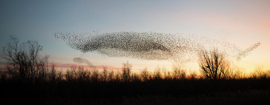 Murmuration Of European Starlings Flying Over Marsh At Photograph by Jean E. Roche / Naturepl.com Murmuration Of European Starlings Flying Over Marsh At Photograph by Jean E. Roche / Naturepl.com