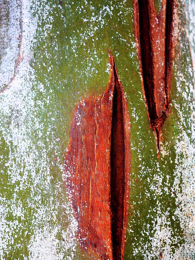 Murray Gum Tree Bark 10 Photograph by Lexa Harpell