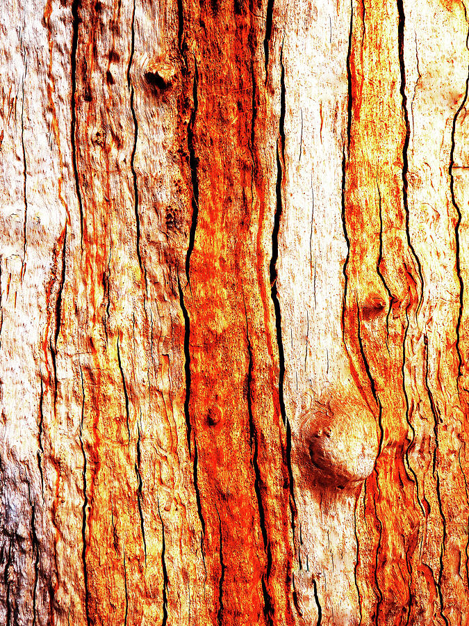 Murray Gum Tree Bark 12 Photograph by Lexa Harpell