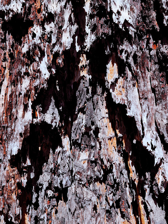 Murray Gum Tree Bark 16 Photograph by Lexa Harpell