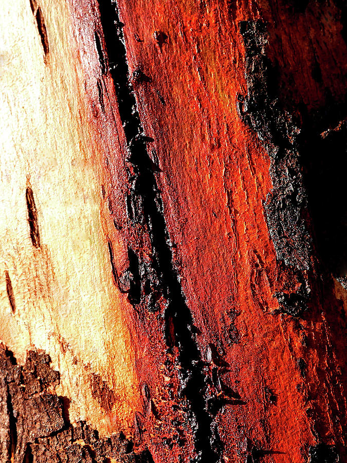 Murray River Gum - Tree Bark 11 Photograph by Lexa Harpell