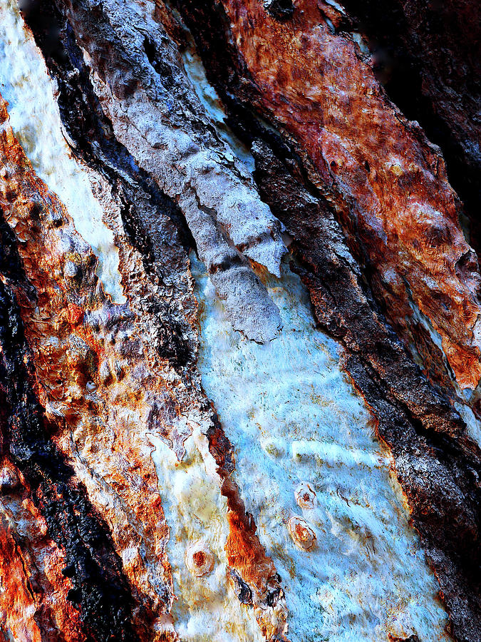 Murray River Gum - Tree Bark 14 Photograph by Lexa Harpell