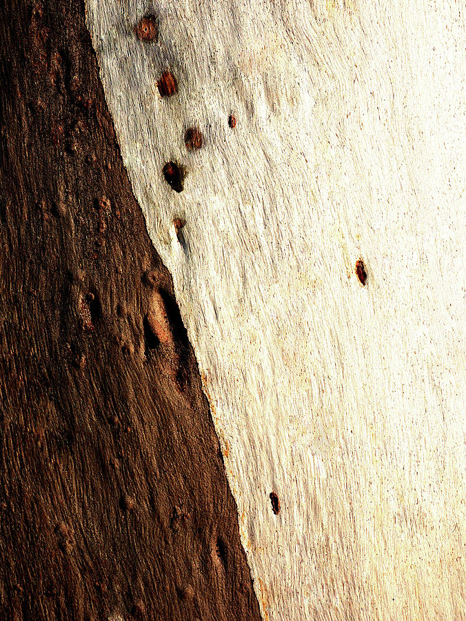 Murray River Gum - Tree Bark 15 Photograph by Lexa Harpell