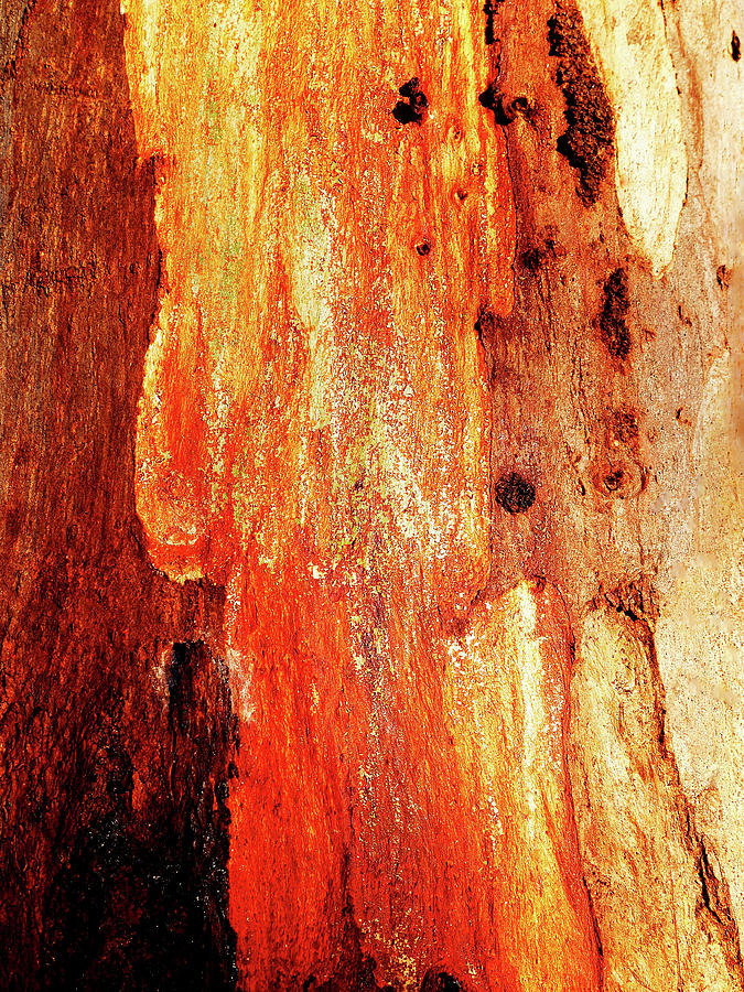 Murray River Gum - Tree Bark 2 Photograph by Lexa Harpell