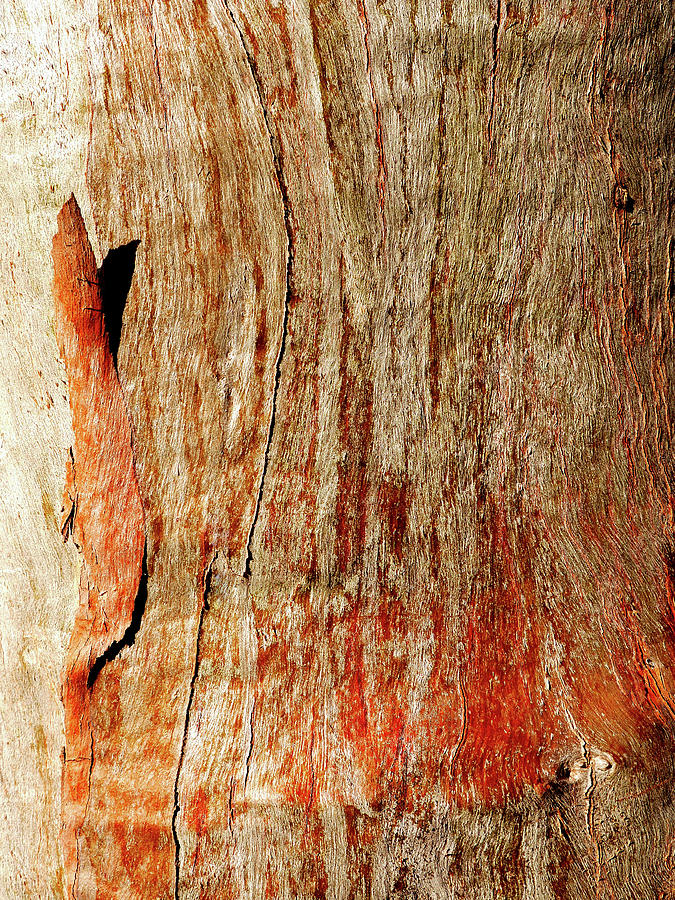 Murray River Gum - Tree Bark 4 Photograph by Lexa Harpell