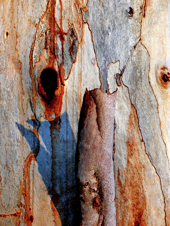 Murray River Gum - Tree Bark 5 Photograph by Lexa Harpell