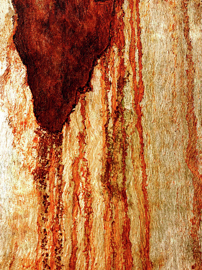 Murray River Gum - Tree Bark 7 Photograph by Lexa Harpell