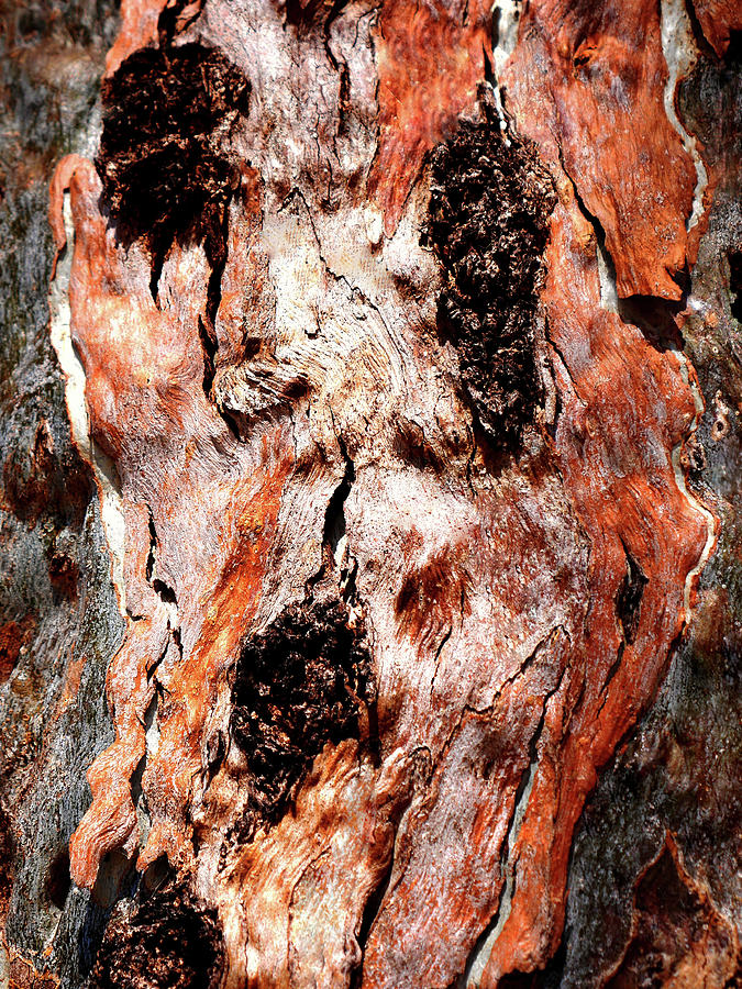 Murray River Gum - Tree Bark 9 Photograph by Lexa Harpell