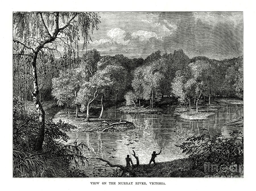 Murray River, Victoria, Australia, 1877 Drawing by Print Collector